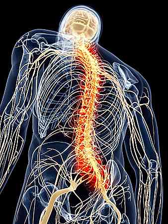 Rückenmarksteile, Funktionen und Anatomie (mit Bildern)