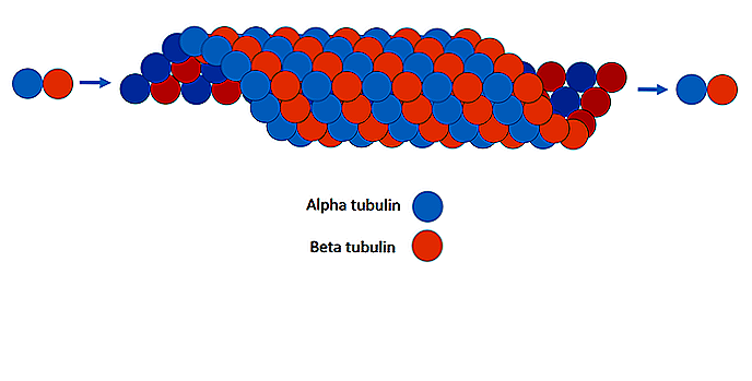 Structure, fonctions et importance clinique des microtubules