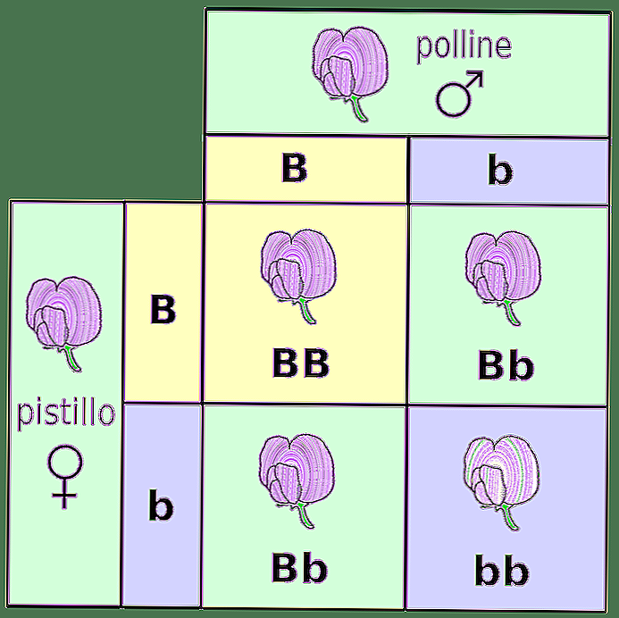 Monohybridisme dans ce qui constitue et résout des exercices