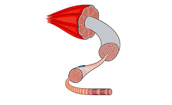 Caractéristiques musculaires striées, fonctions et classification