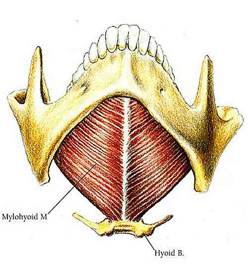 Origine et insertion du muscle mylohyoïdien et fonctions