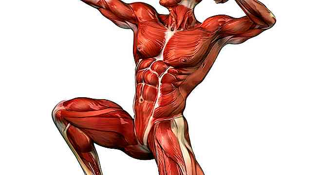 Types de muscles antigravitaires et leurs fonctions, leur origine et leur insertion