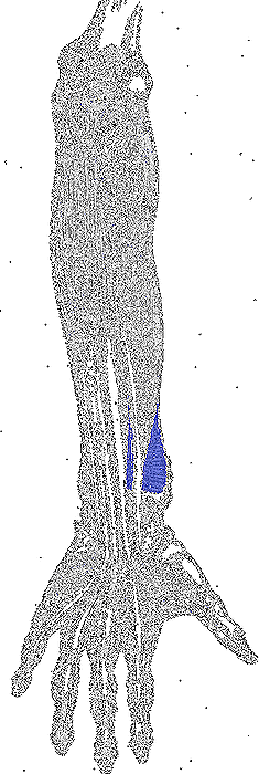 Types de muscles pronadores et syndromes associés