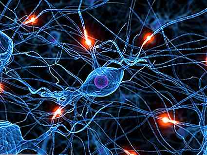Caracteristicile, funcțiile și drumurile neuronilor dopaminergici