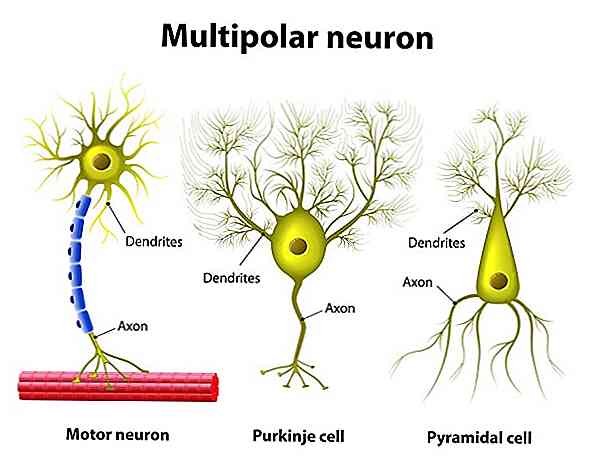 Caracteristici, funcții și tipuri de neuroni multipolari