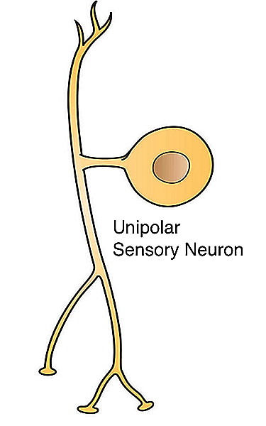 Caracteristicile neuronilor unipolari, proprietăți și funcții anatomice
