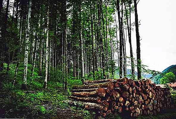 Holzpflanzen Definition, Arten und Beispiele