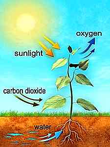 Pourquoi la photosynthèse est-elle une réaction endothermique?