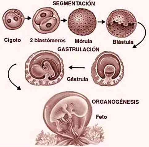 blastula humana