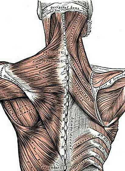 Qu'est-ce que la myologie? Caractéristiques principales