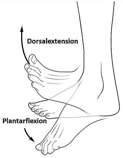 Qu'est ce que la plantiflexion?