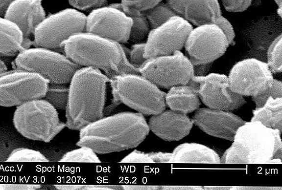 Que sont les spores bactériennes? Caractéristiques principales