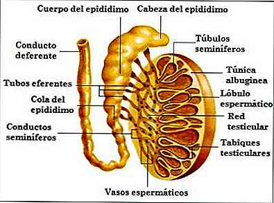 Que sont les tubules séminifères?