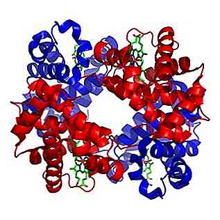 Quel type de protéine est l'hémoglobine?