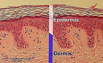 Fonctions des kératinocytes, histologie, types