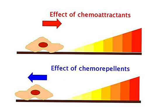 Chimotaxie bactérienne, dans les neutrophiles, dans l'inflammation, dans la phagocytose