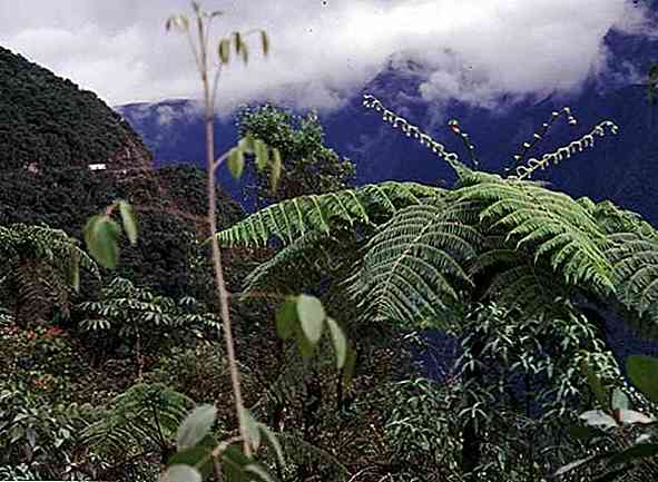 Yunga Region von Peru Flora, Fauna, Relief und Hauptmerkmale