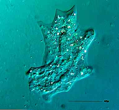 Reproduction en protozoaires Caractéristiques et types