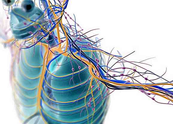 Pièces et fonctions du système nerveux périphérique (avec images)