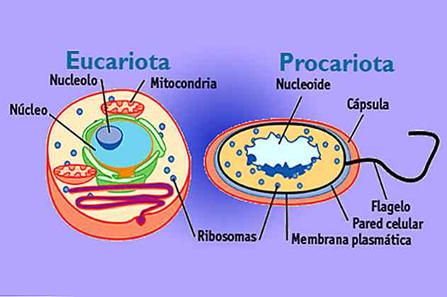 Tipuri de celule procariote și eucariote (cu imagini)