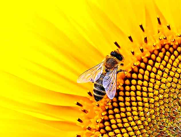 Tipuri de polenizare Principalele caracteristici, avantaje și dezavantaje
