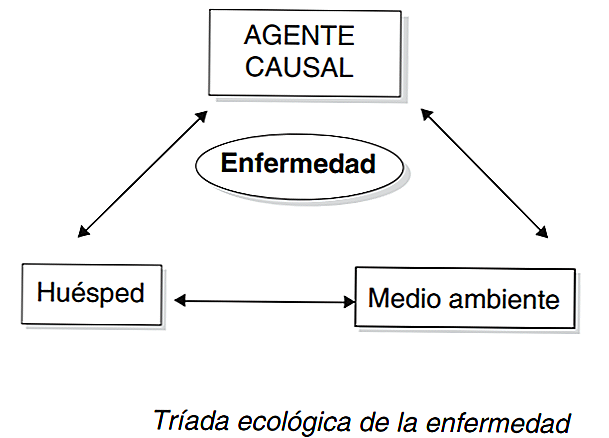 Definizione e componenti della triade ecologica