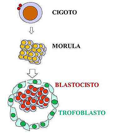 Funcțiile, straturile și dezvoltarea funcțiilor de tromboblast