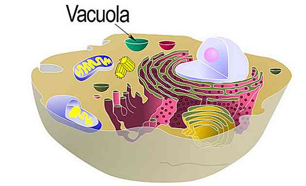 Funções Vacuolas e Características