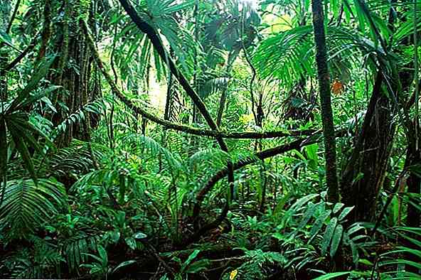 Végétation des types et caractéristiques du Chiapas