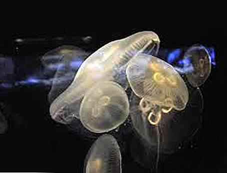 Caracteristicile și clasificarea zooplanctonului