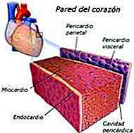 Quali sono gli strati del cuore?