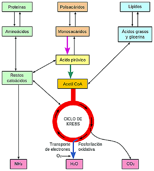 Stades de gluconéogenèse (réactions) et régulation