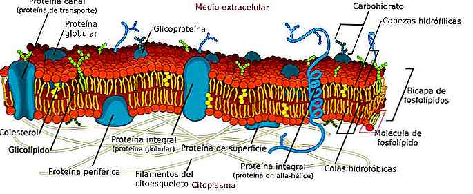 Membrane Plasmatique Caractéristiques, Fonctions et Structure