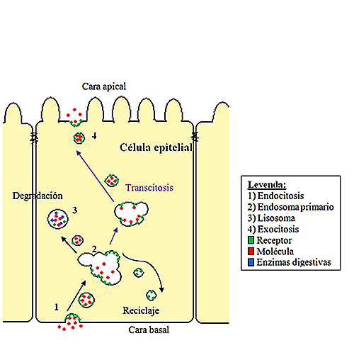 Caractéristiques de la transcytose, types, fonctions